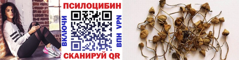 Купить где  Моршанск  Галлюциногенные грибы мицелий 